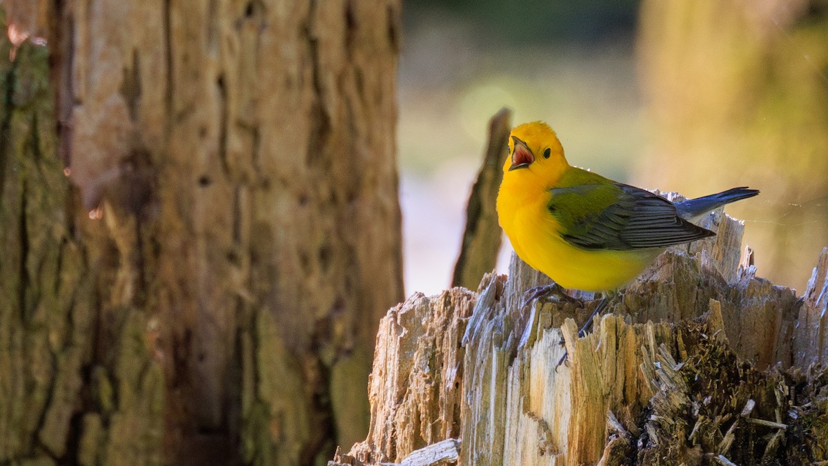 Prothonotary Warbler - ML618928407