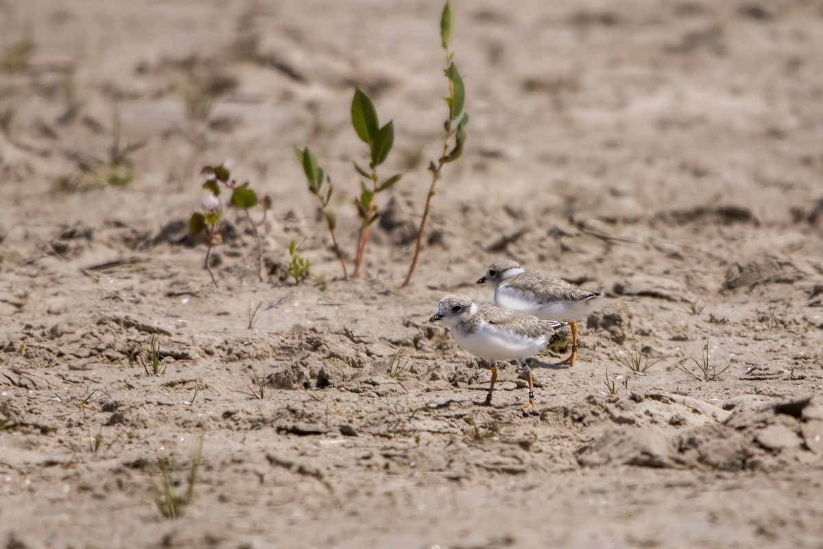 Piping Plover - ML618928432