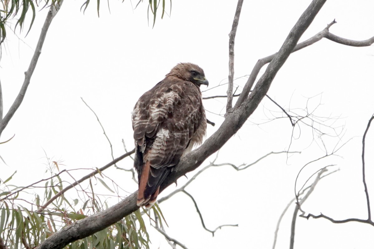 Red-tailed Hawk - ML618928448