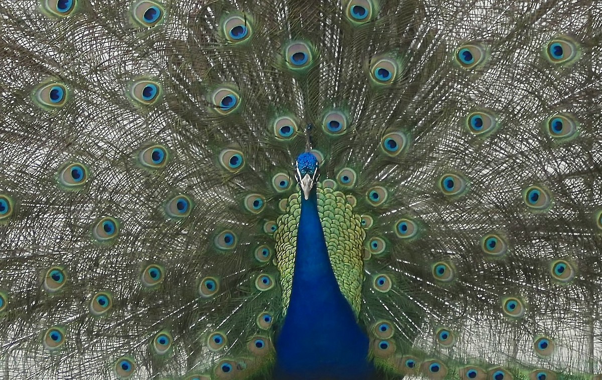 Indian Peafowl (Domestic type) - Tony Ford