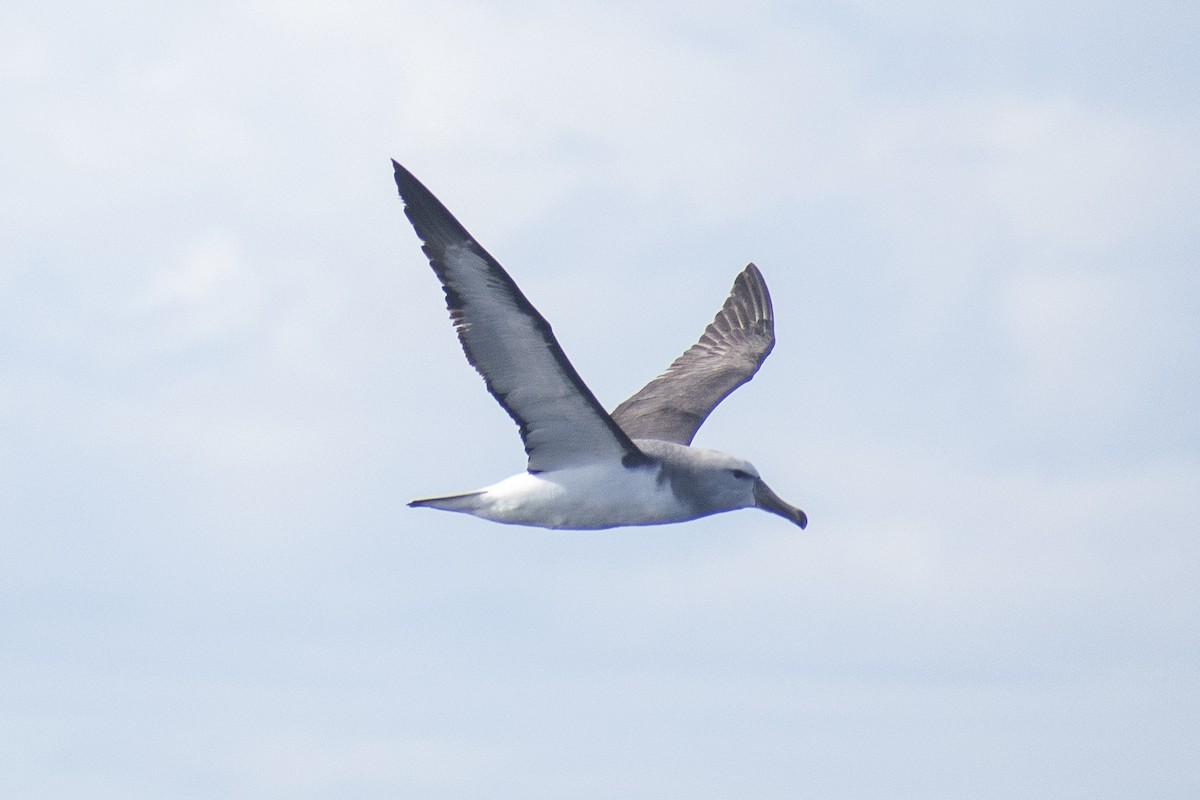 Salvin's Albatross - ML618928490