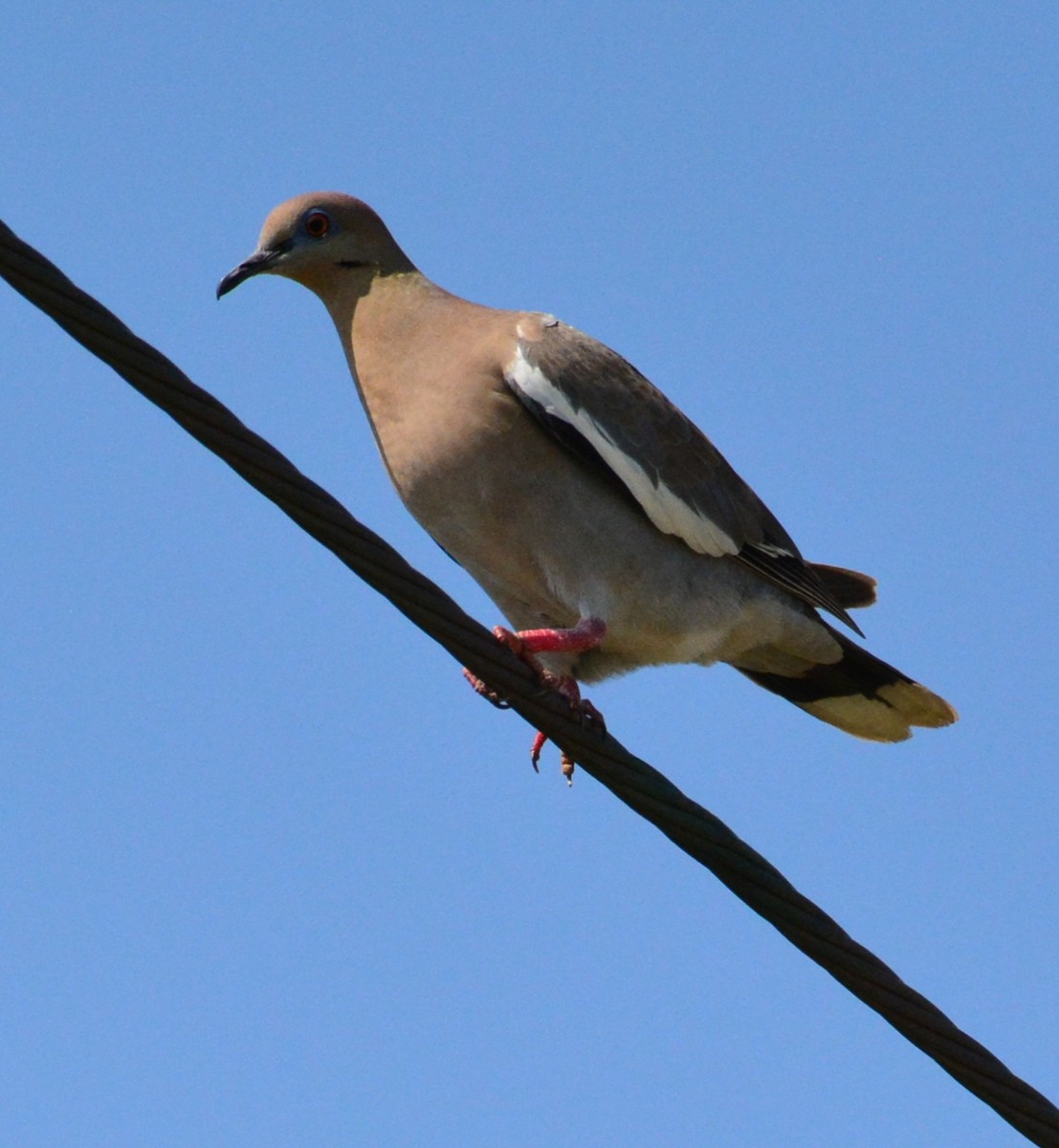 White-winged Dove - ML618928502