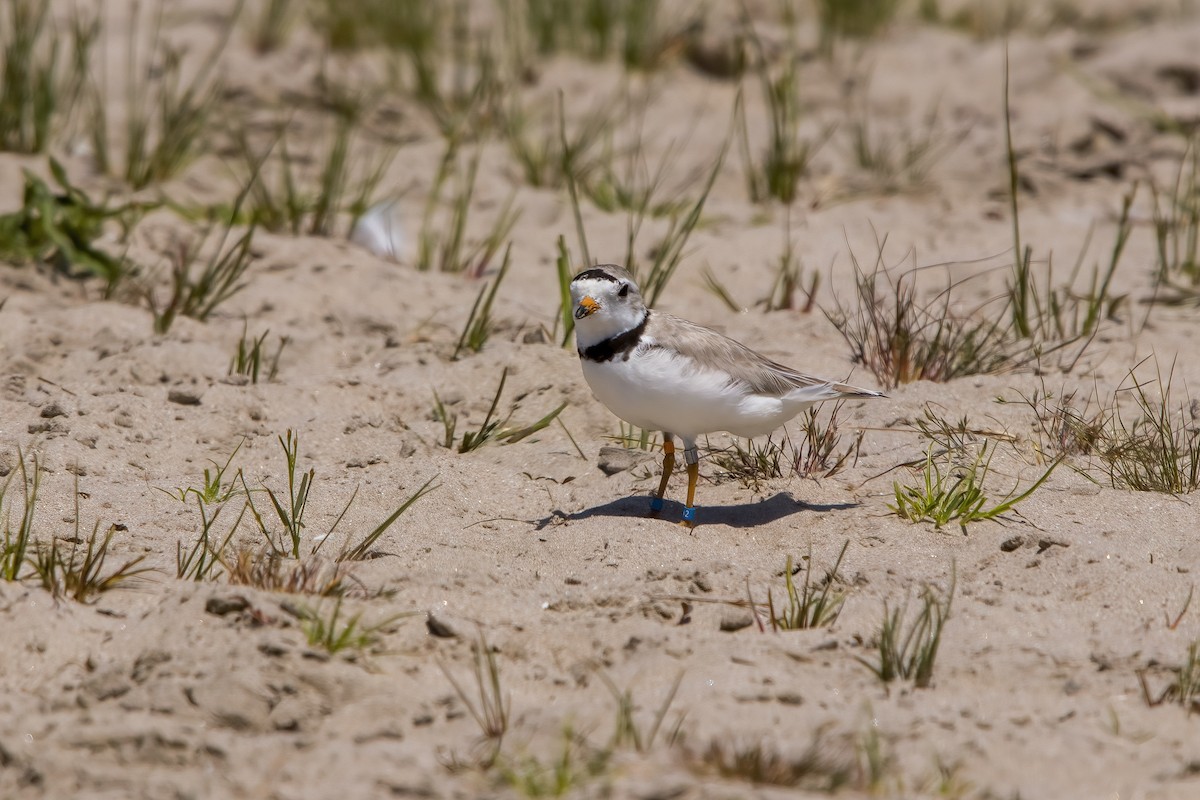Piping Plover - ML618928512