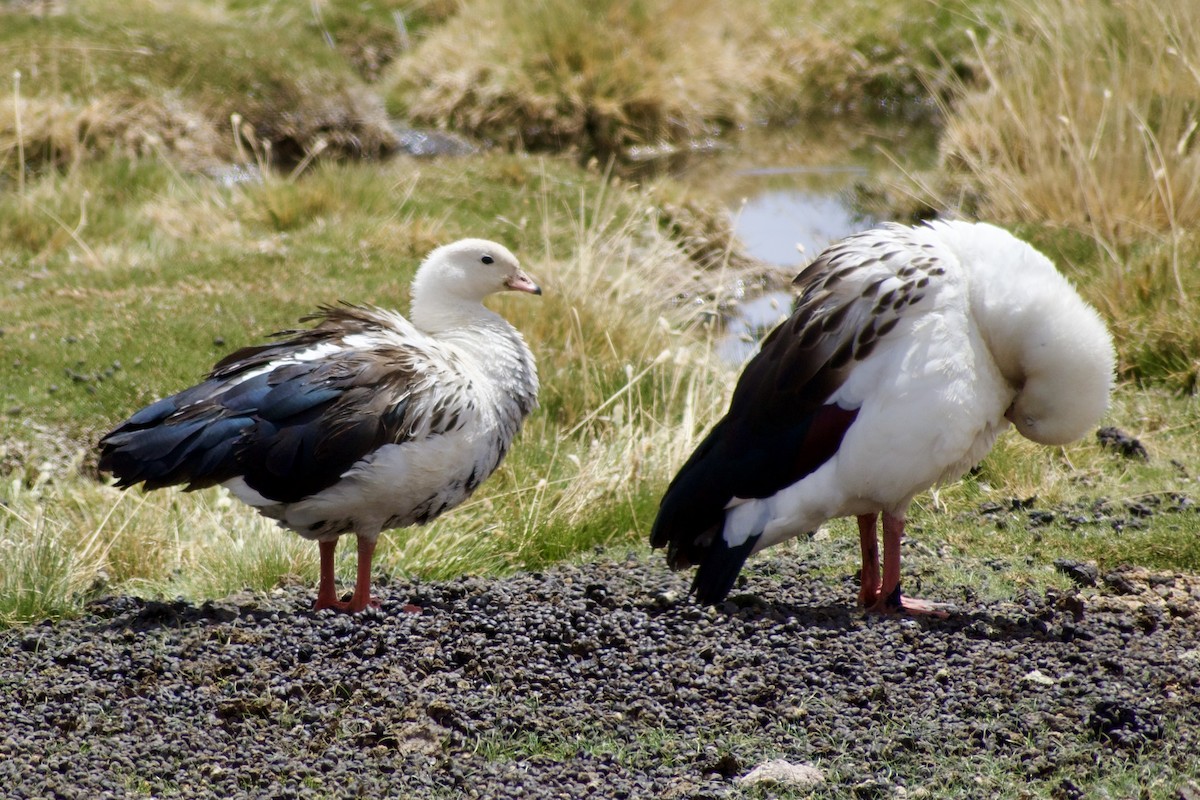Andean Goose - ML618928521