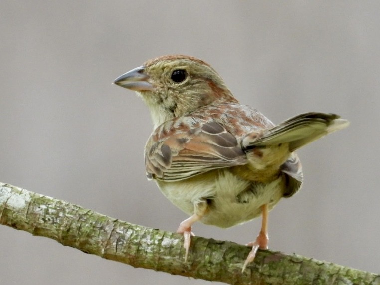 Bachman's Sparrow - ML618928557