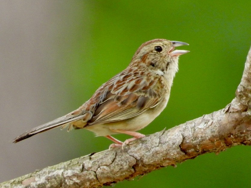 Bachman's Sparrow - ML618928558