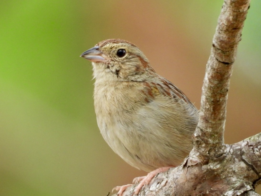 Bachman's Sparrow - ML618928560