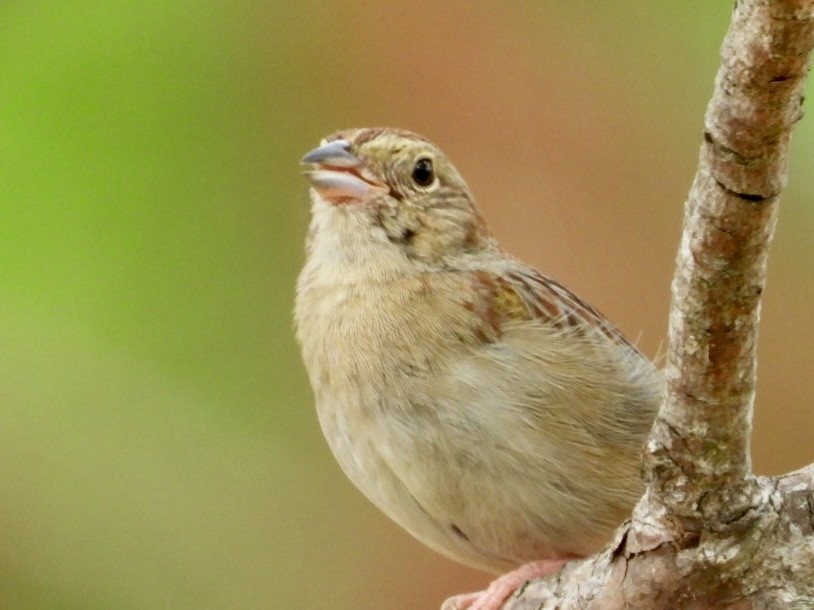Bachman's Sparrow - ML618928562