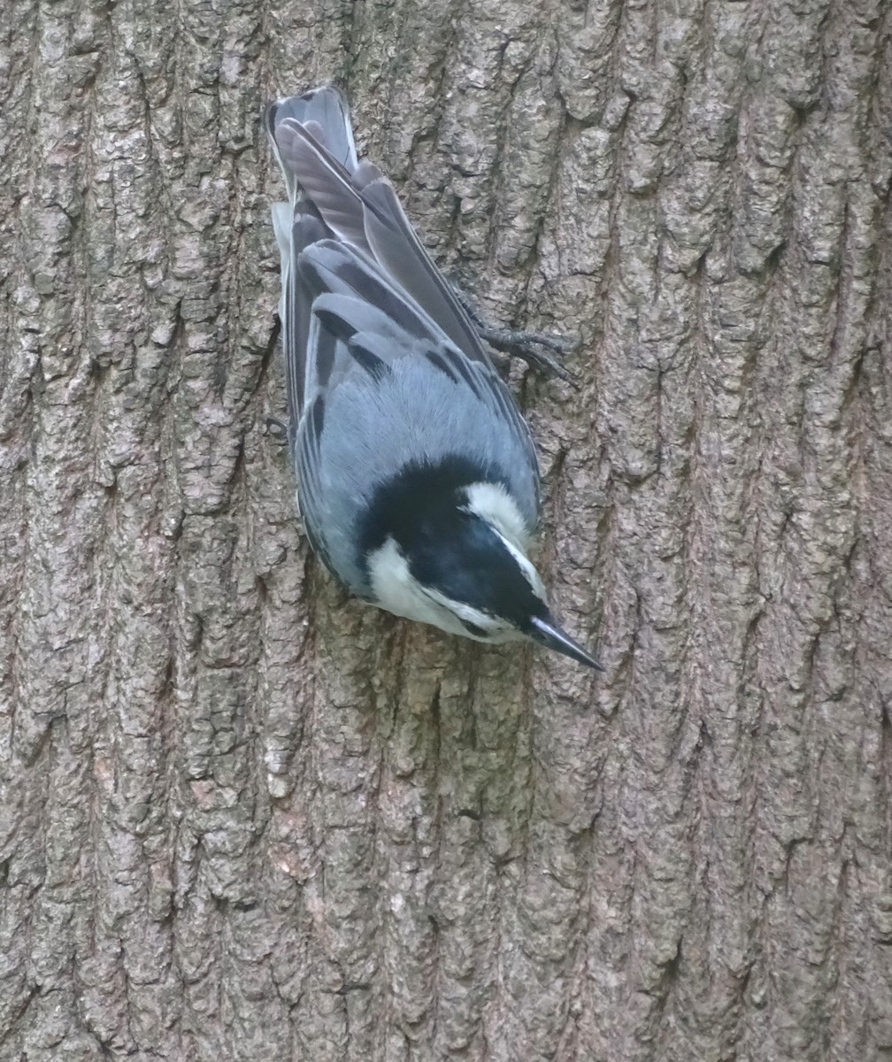 White-breasted Nuthatch (Eastern) - Su Snyder