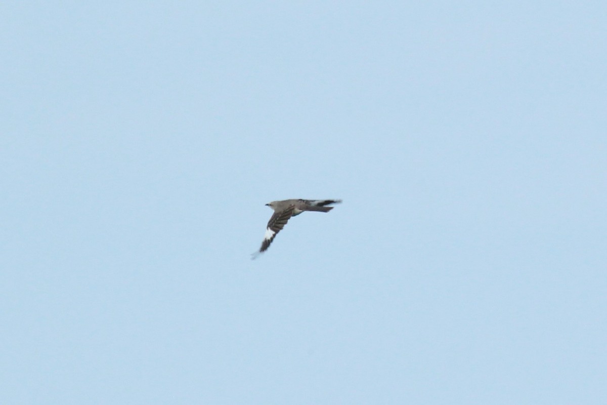 Northern Mockingbird - Quinten Wiegersma