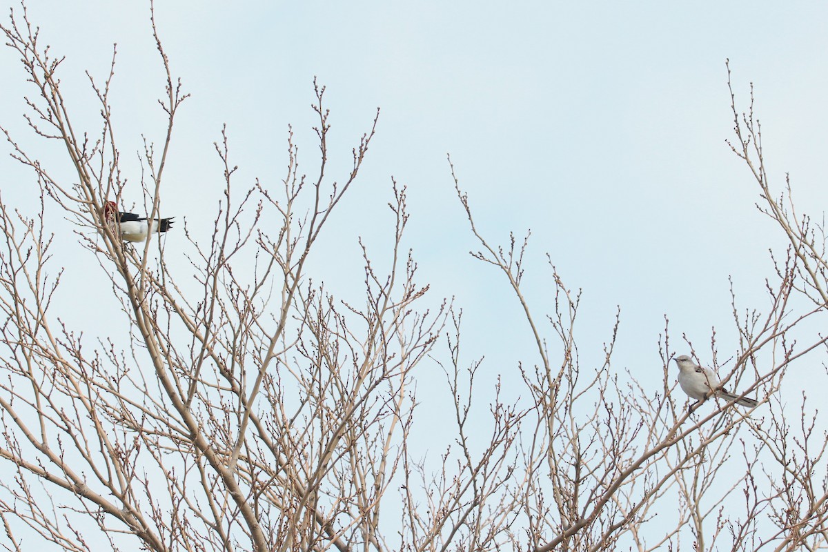 Northern Mockingbird - Quinten Wiegersma