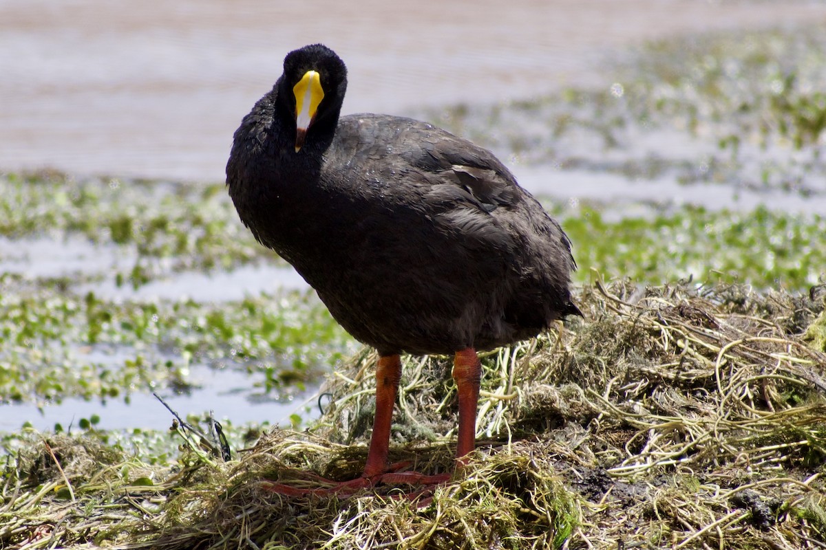 Giant Coot - ML618928627