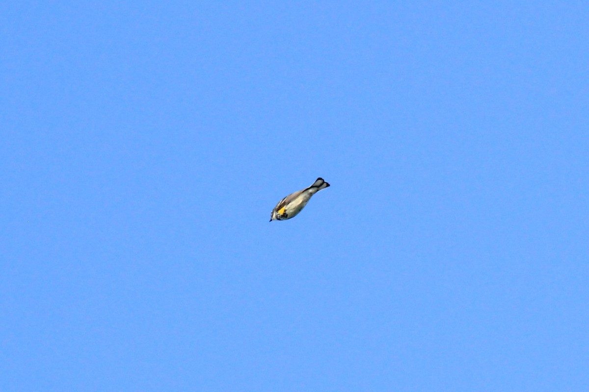 Yellow-rumped Warbler (Myrtle) - ML618928656