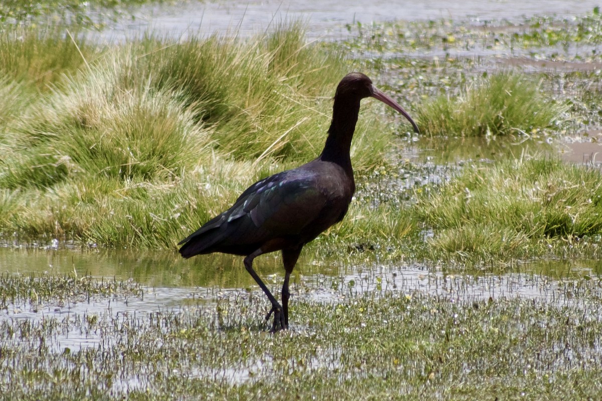 ibis andský - ML618928671
