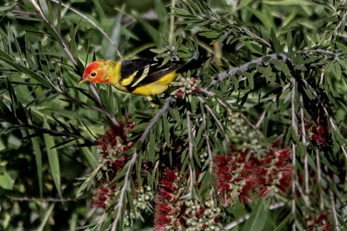 Western Tanager - ML618928678