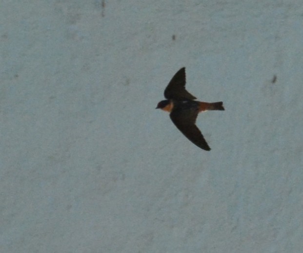 Cave Swallow - ML618928685