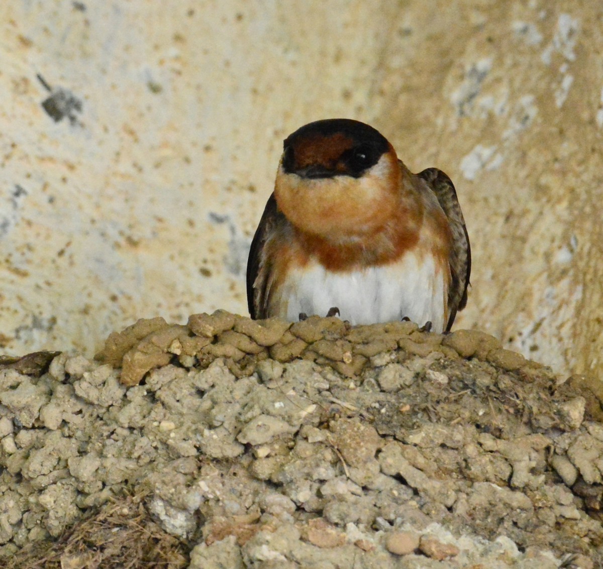 Cave Swallow - ML618928687