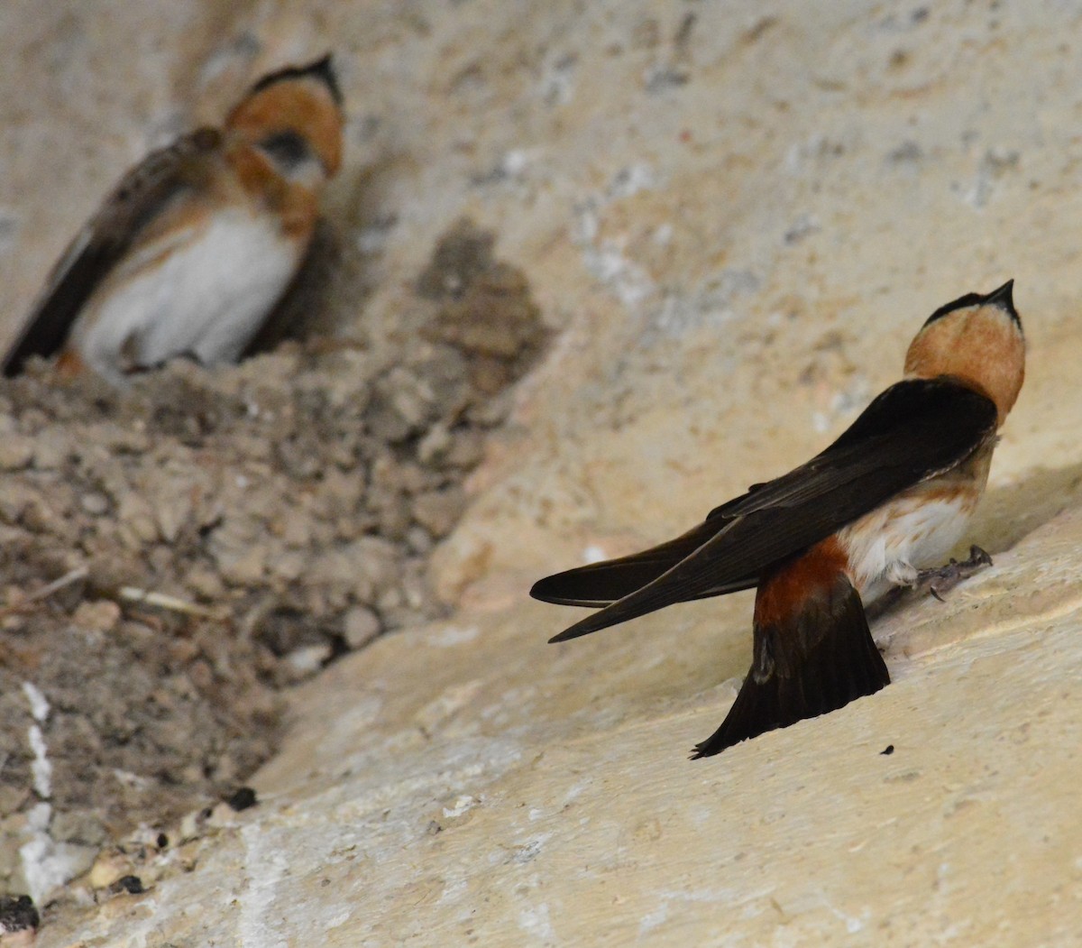 Cave Swallow - ML618928689