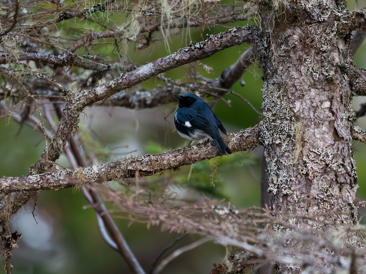 Black-throated Blue Warbler - ML618928693