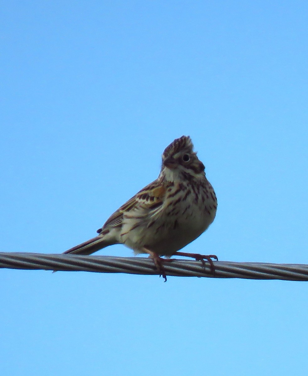 Vesper Sparrow - ML618928719