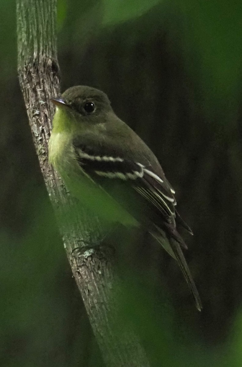 Yellow-bellied Flycatcher - Susan Andres