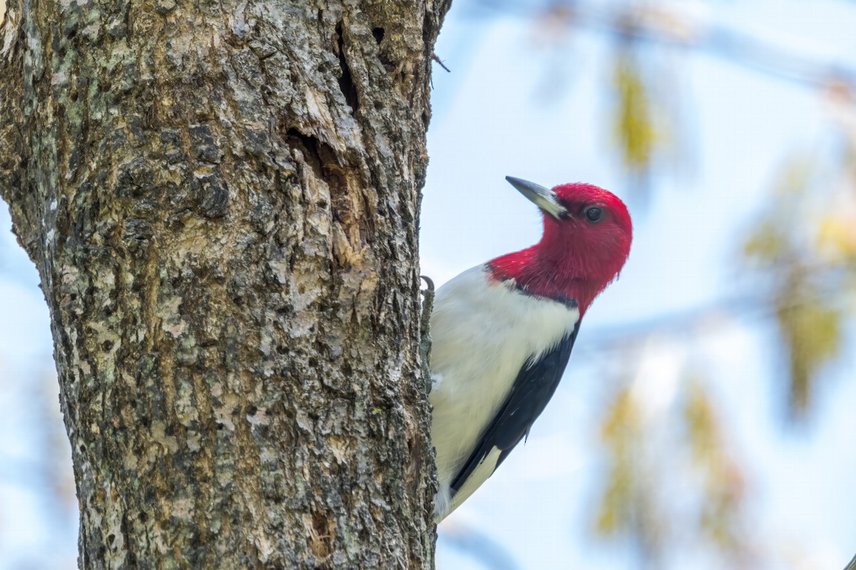 Red-headed Woodpecker - ML618928837