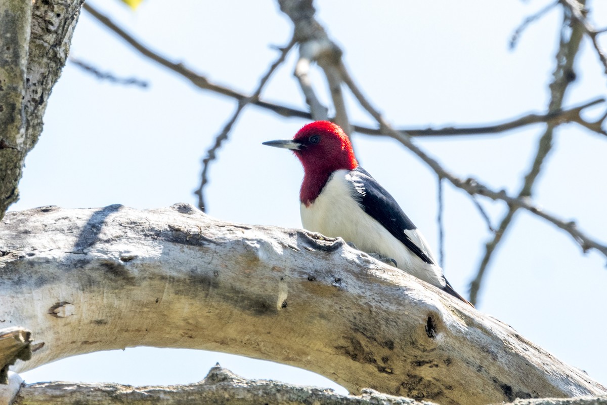 Red-headed Woodpecker - ML618928851