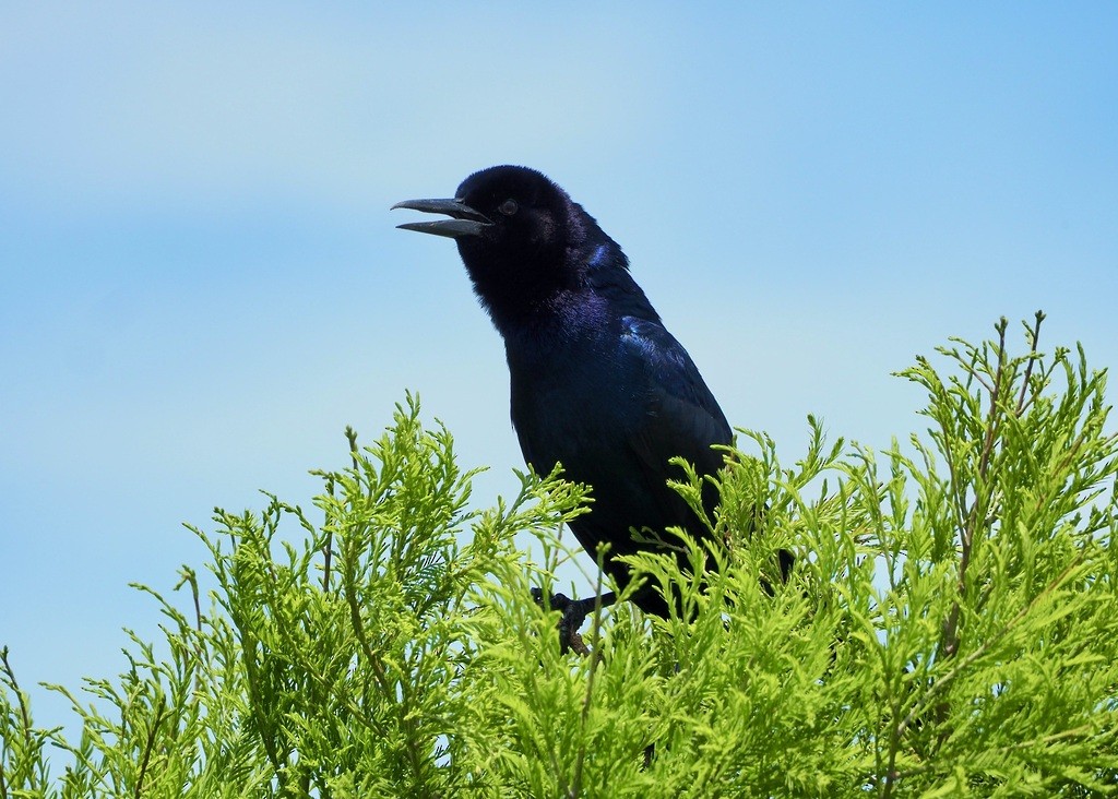 Boat-tailed Grackle - ML618928855