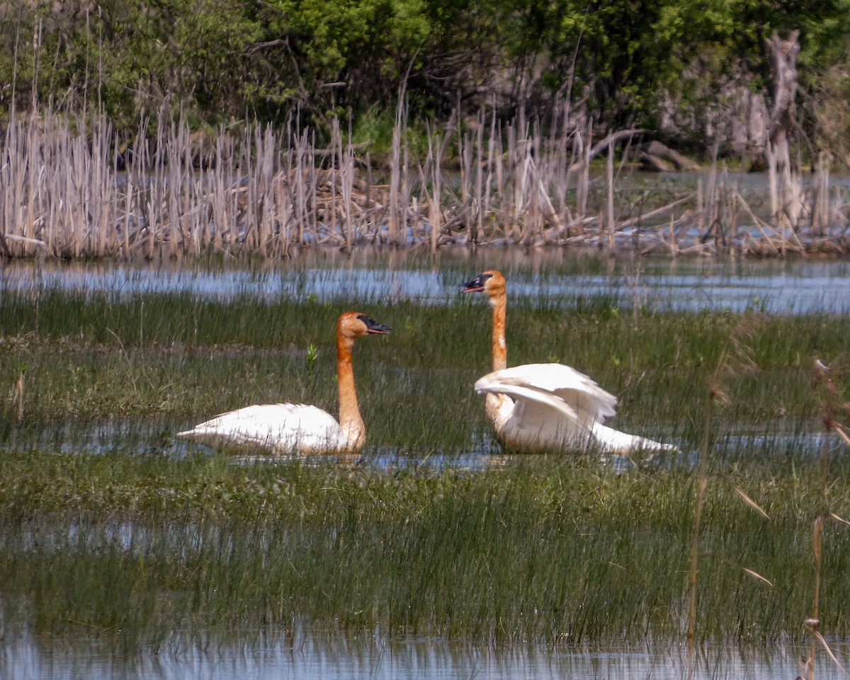 eBird Checklist - 10 May 2024 - Ottawa NWR--Wildlife Drive (Ottawa Co ...