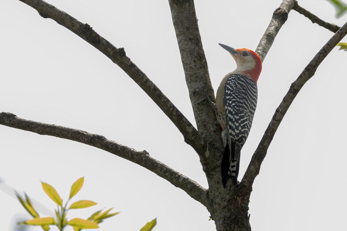 Red-bellied Woodpecker - Ric mcarthur
