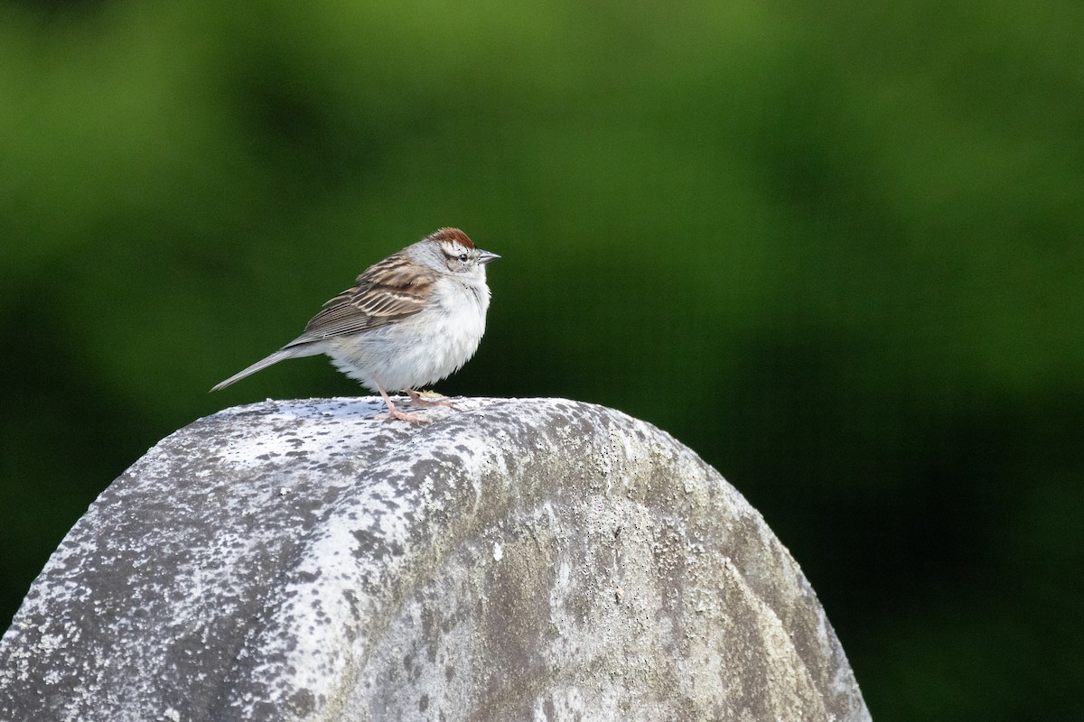 Chipping Sparrow - ML618928884