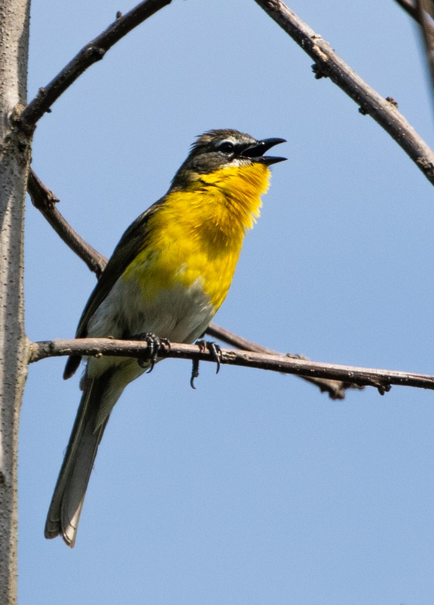 Yellow-breasted Chat - ML618928889