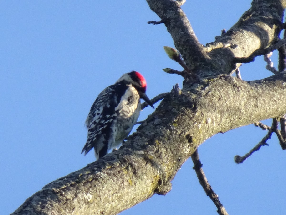 Yellow-bellied Sapsucker - Randy Coons