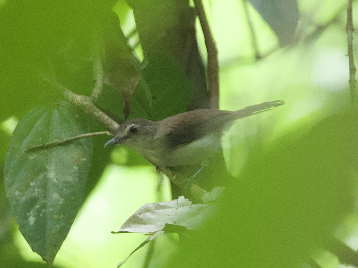 Sooty-capped Babbler - Yingyod  Lapwong