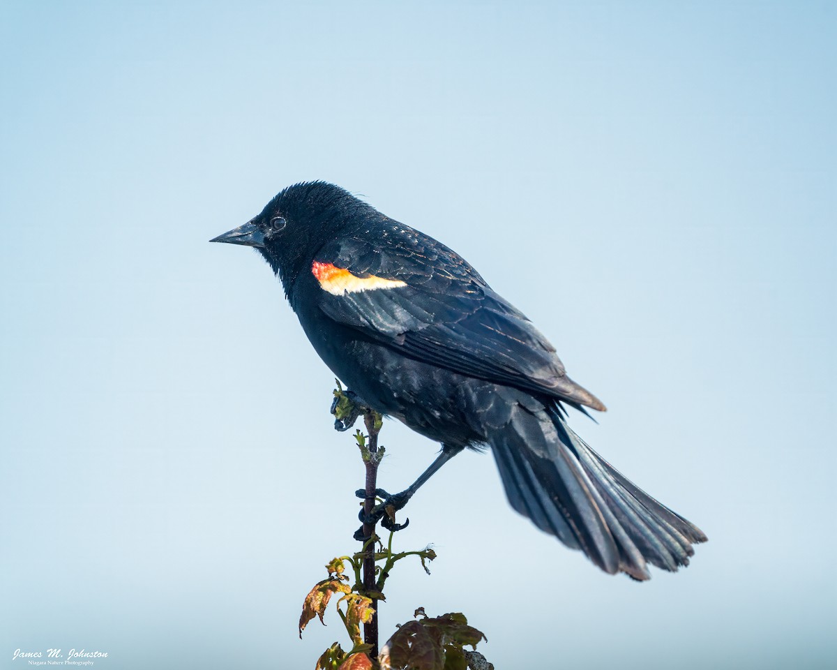 Red-winged Blackbird - ML618928942
