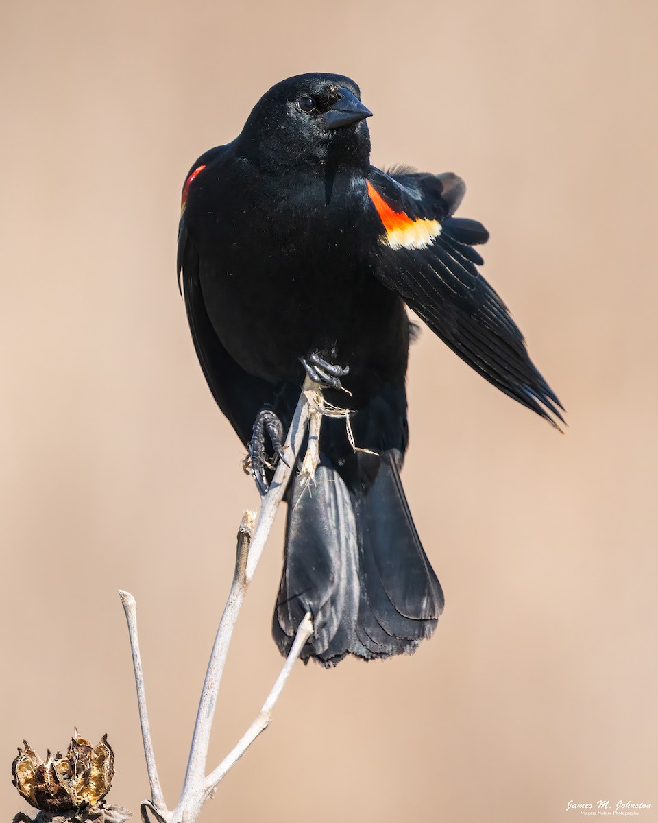 Red-winged Blackbird - James Johnston