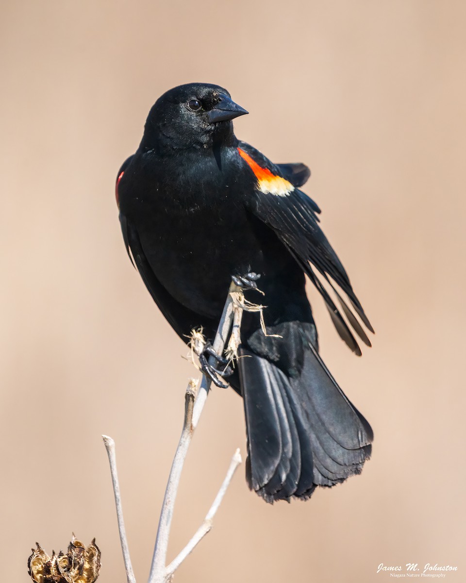 Red-winged Blackbird - ML618928944