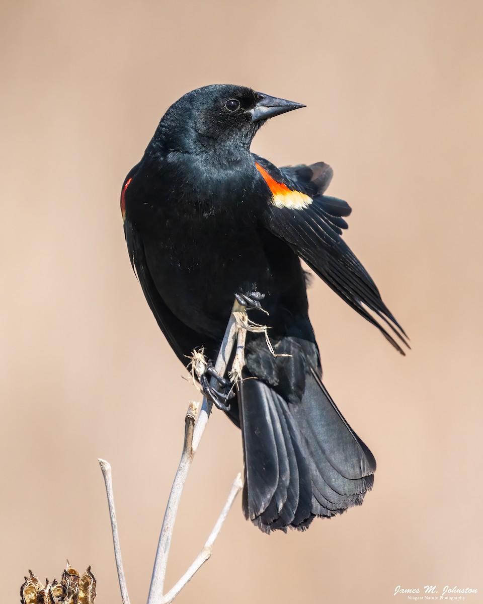 Red-winged Blackbird - James Johnston