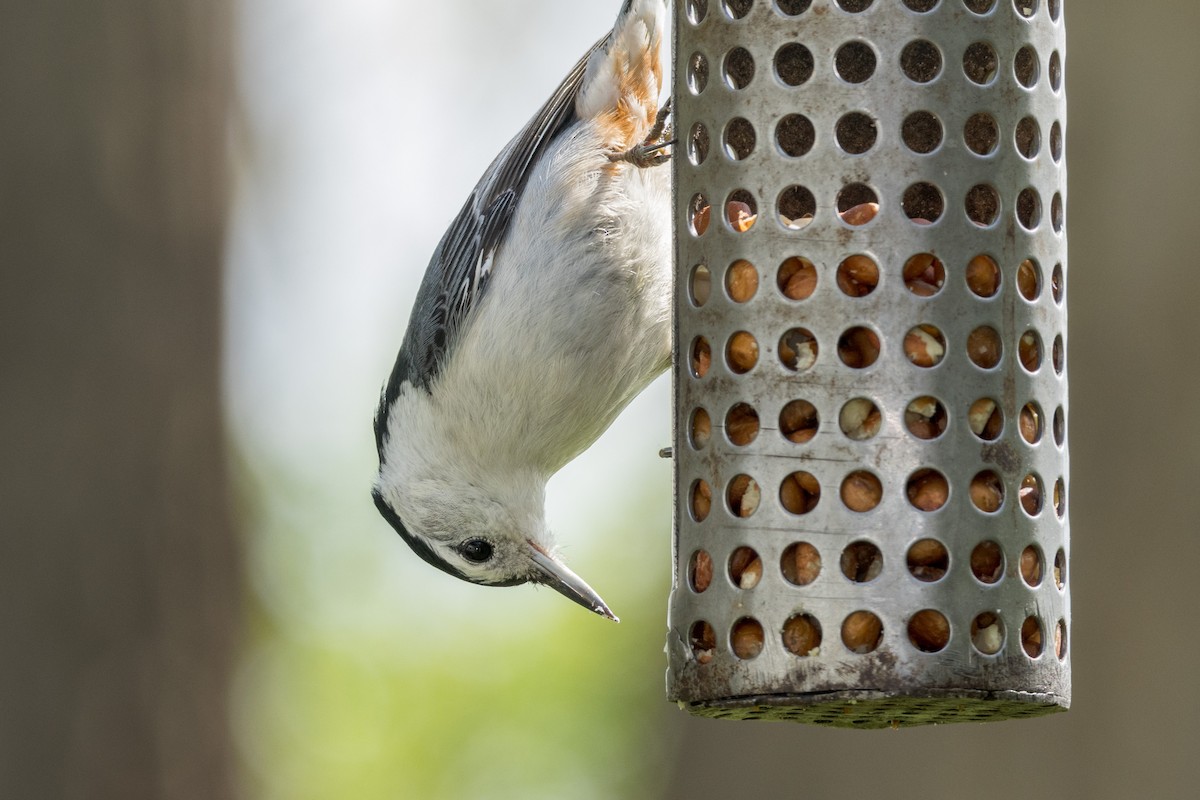 White-breasted Nuthatch - Ric mcarthur