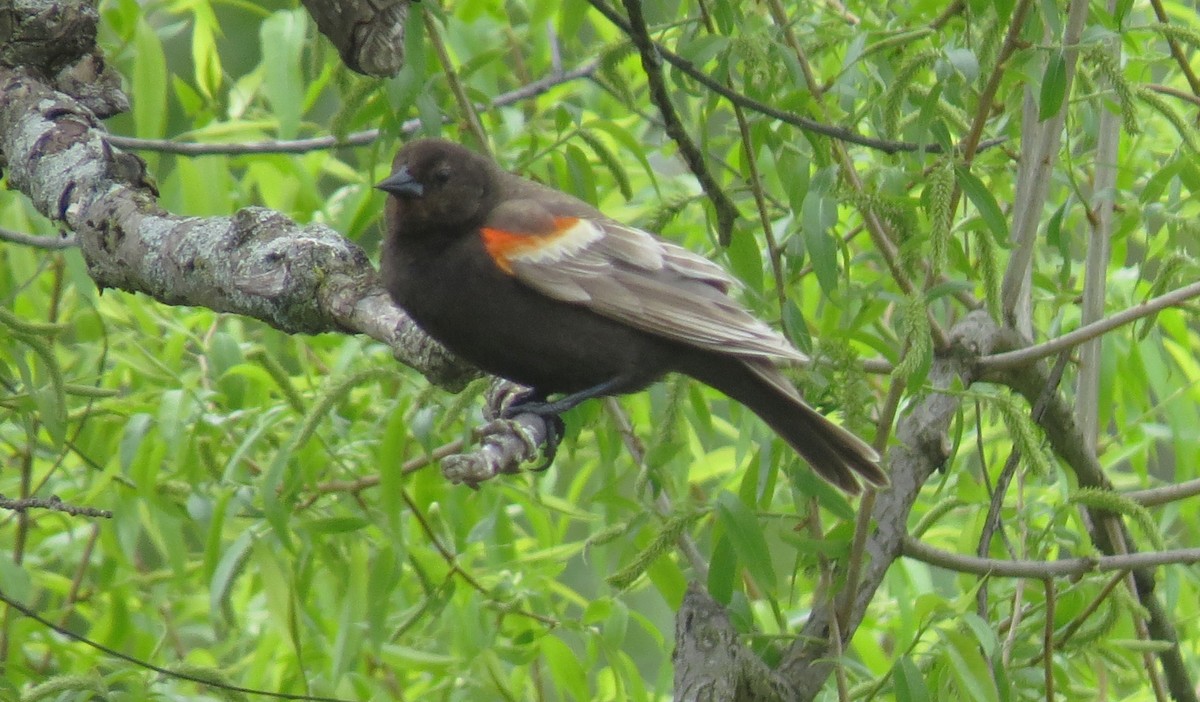 Red-winged Blackbird - ML618928996
