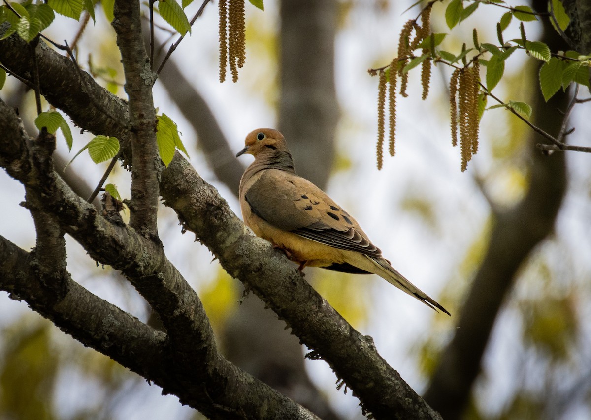 Mourning Dove - Tristan Ness