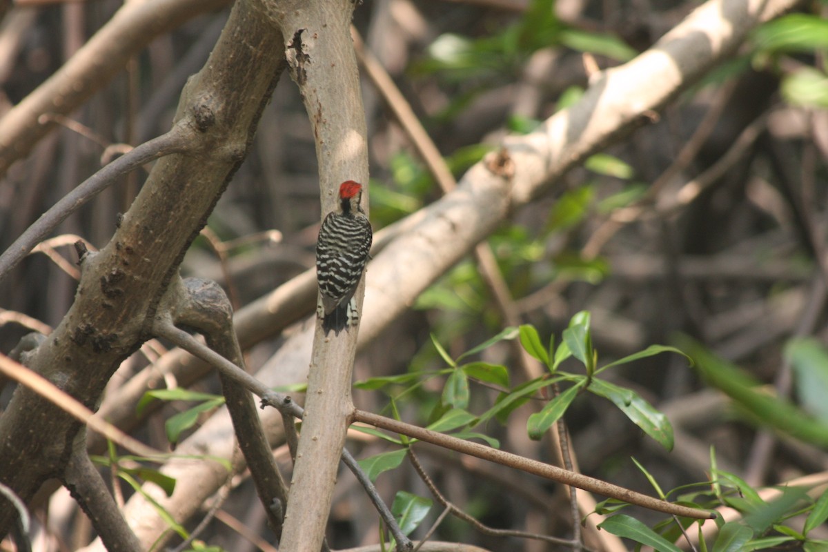 Ladder-backed Woodpecker - ML618929011