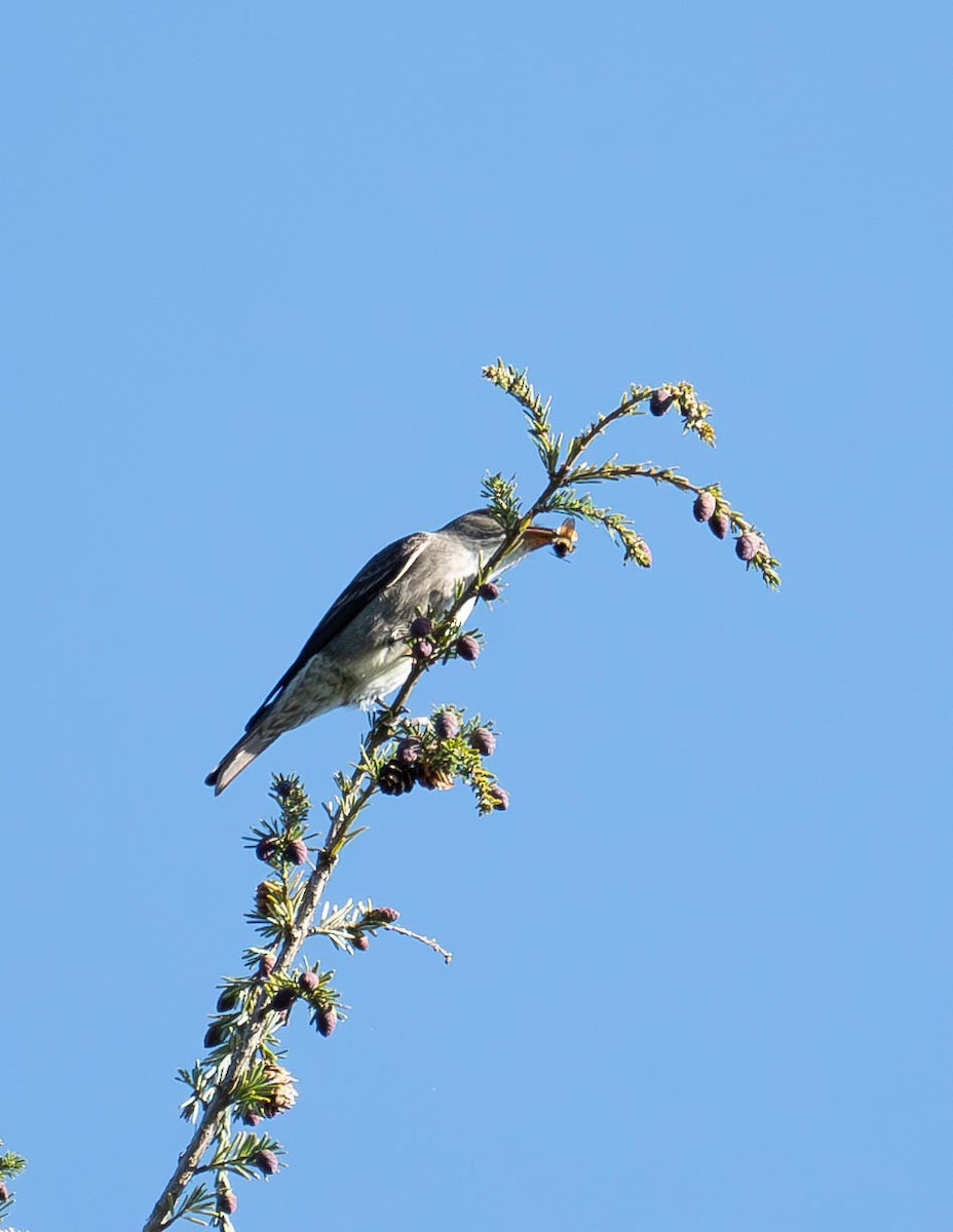 eBird Checklist 12 May 2024 Crescent Valley Watershed Trails 31