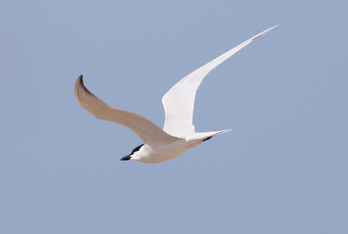 Gull-billed Tern - Ian McDonald