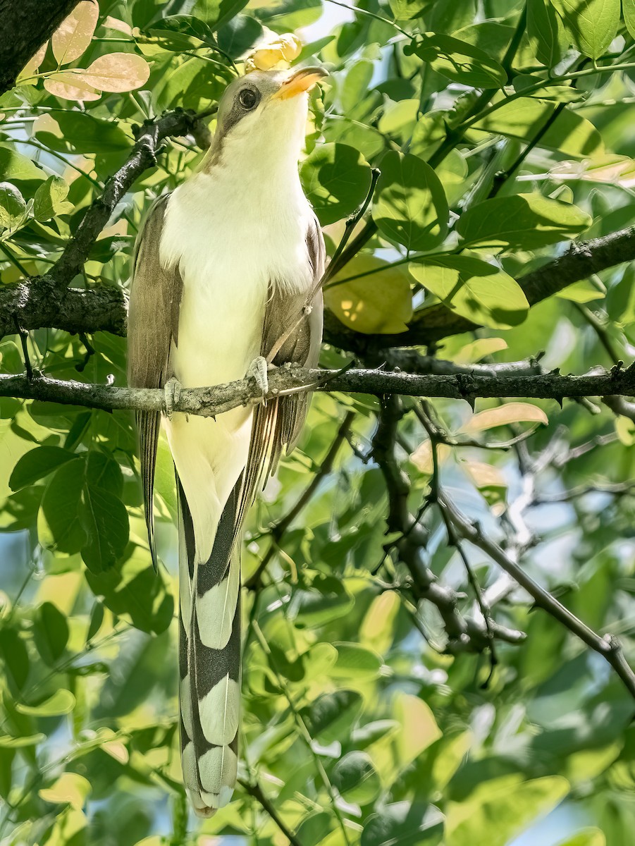 Yellow-billed Cuckoo - ML618929065