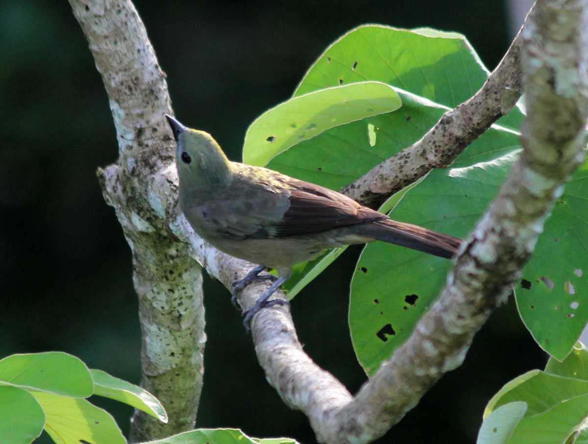 Plain-colored Tanager - ML618929074