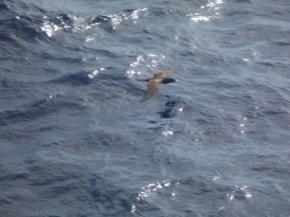 Brown Booby - ML618929100