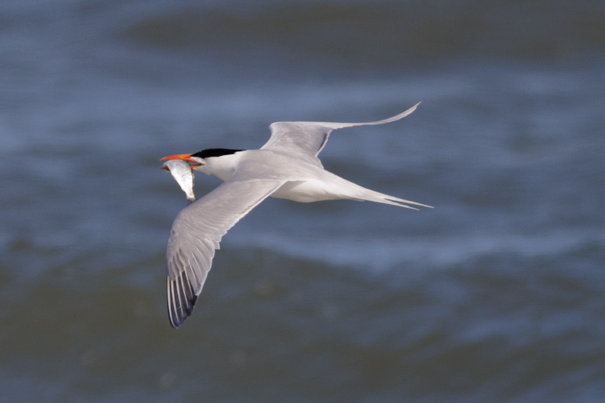 Royal Tern - Ian McDonald