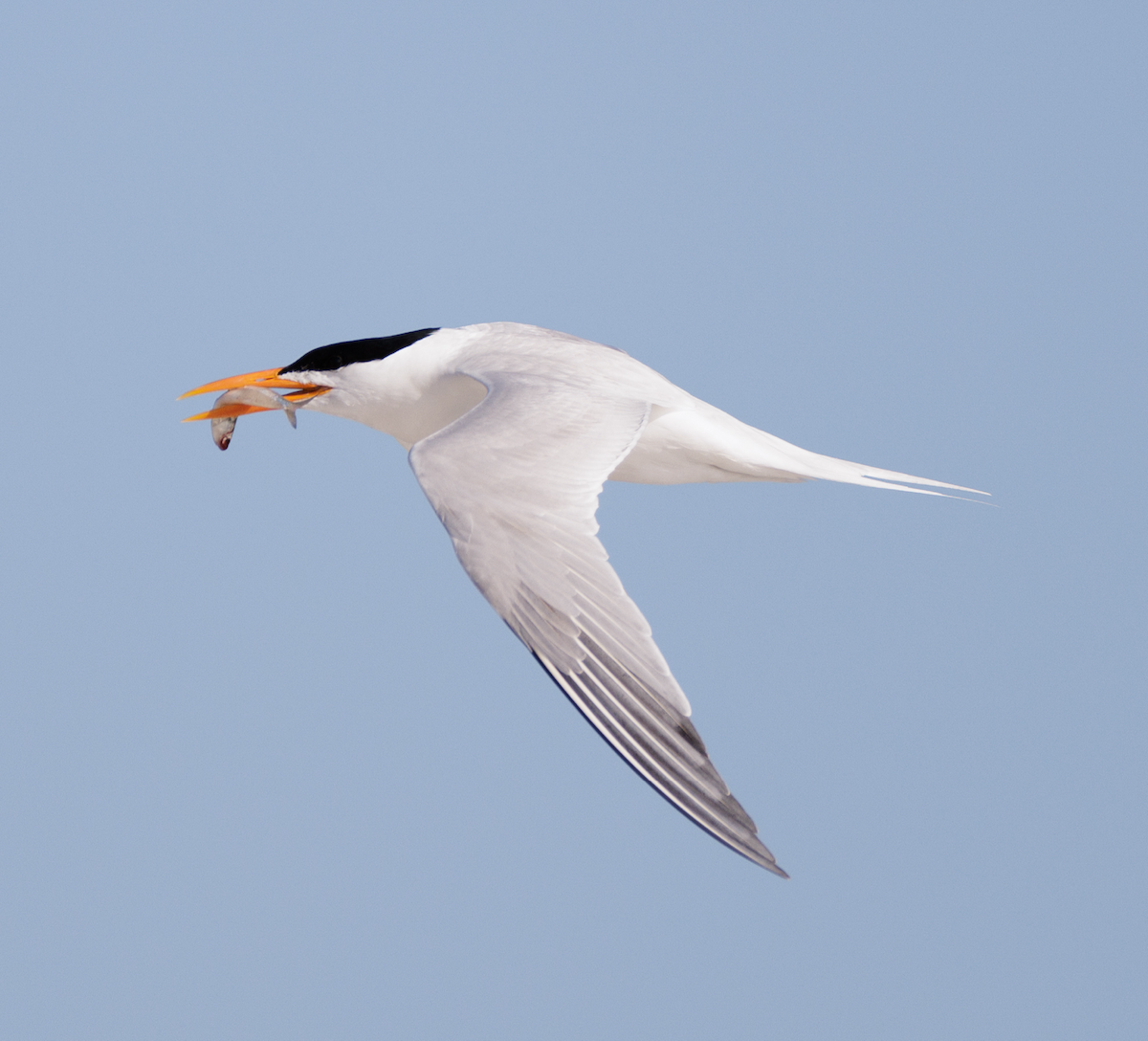 Royal Tern - Ian McDonald