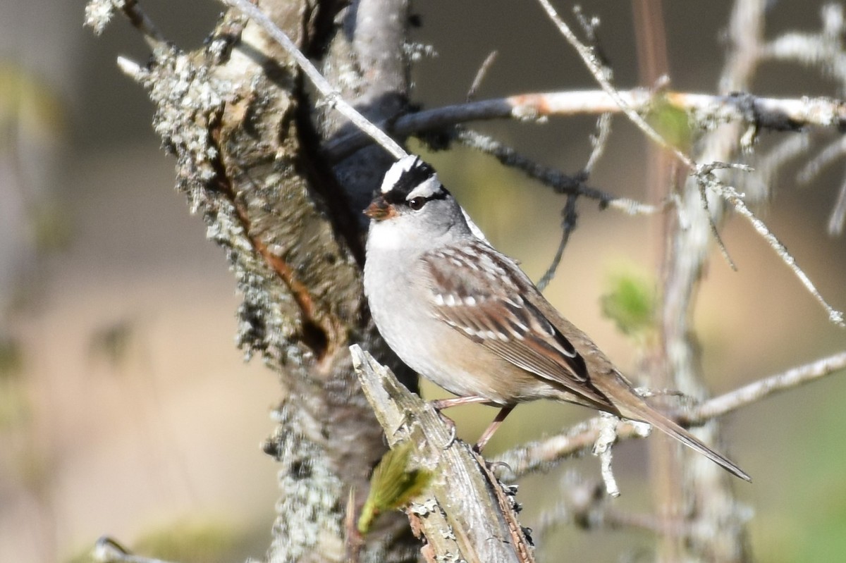 White-crowned Sparrow - Garry Waldram